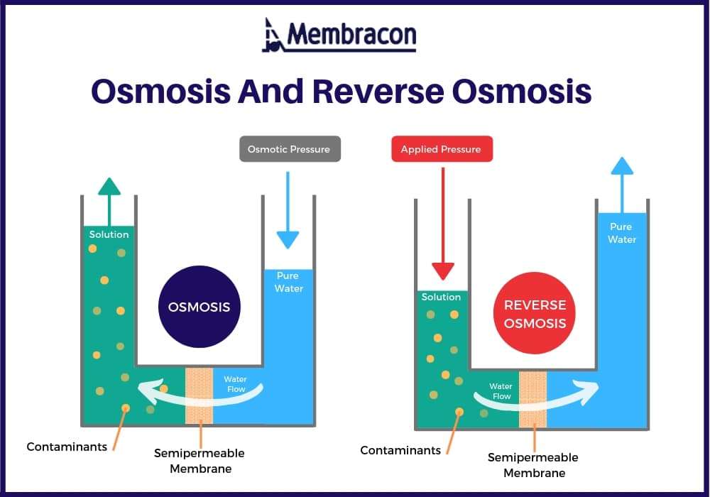 Osmosis